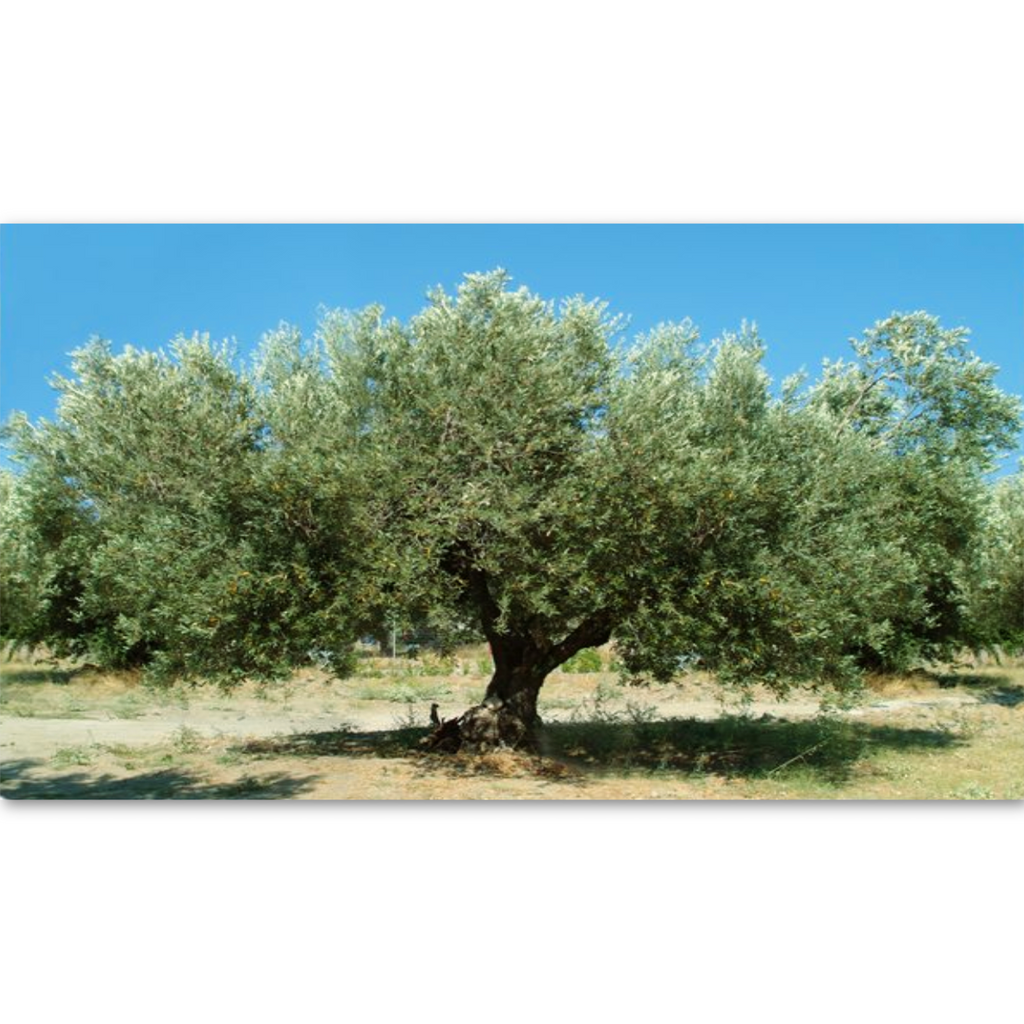 PARMESAN GARLIC: Organic Extra Virgin Olive Oil