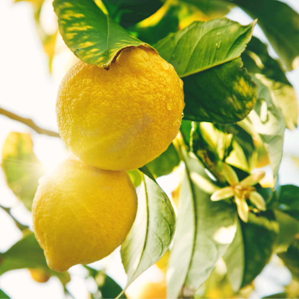 MICROCOSMIC® MULTI-SURFACE CLEANER: Fresh Lemon