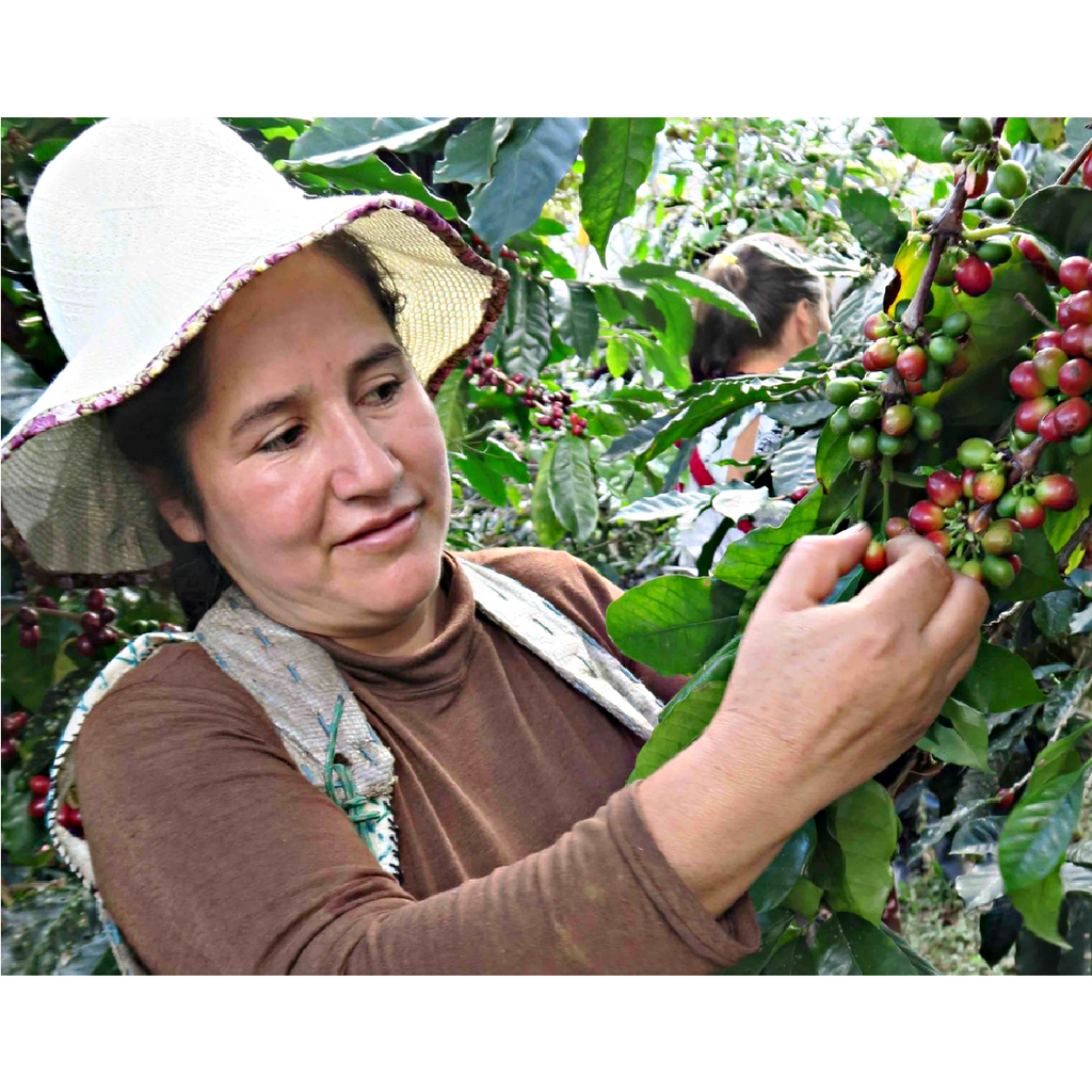 CAFÉ FEMENINO DECAF: Organic Whole Bean Coffee