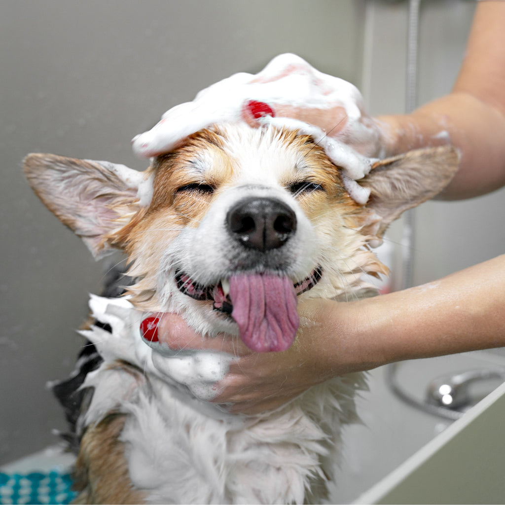 ARGAN & AMBER: Dog Shampoo + Conditioner